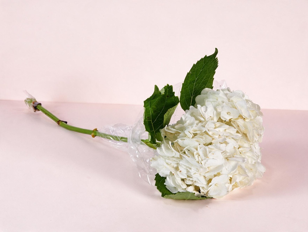 Hydrangea White Colombia