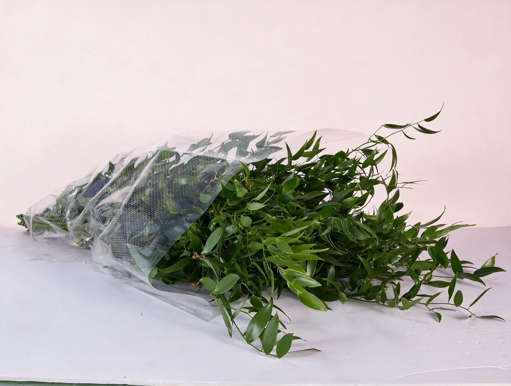 Italian Ruscus