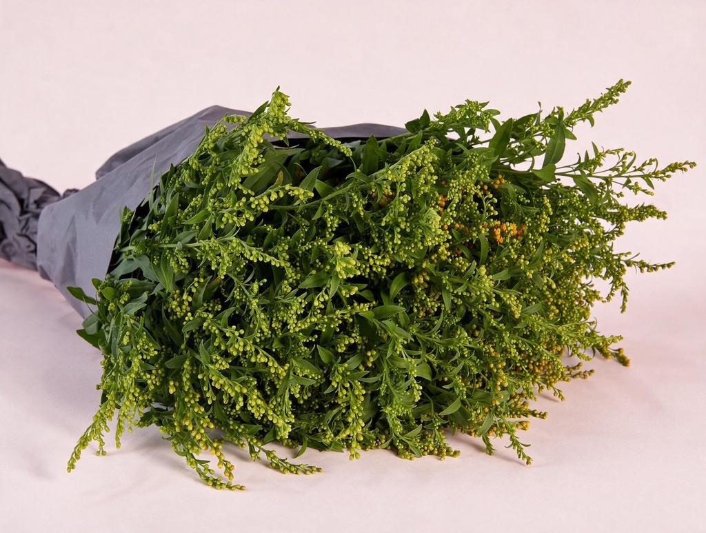 Solidago