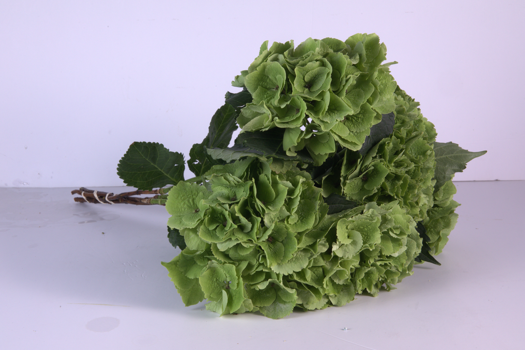 Hydrangia GREEN