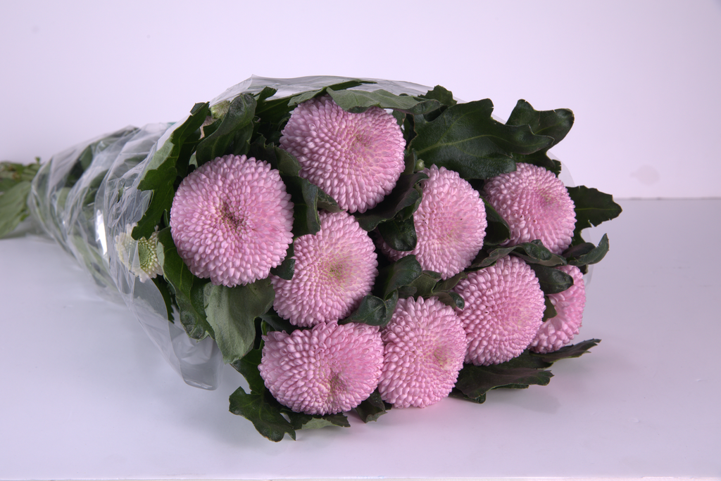 Pink Pompon Chrysanthemum