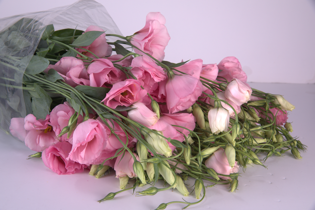Pink Lisianthus