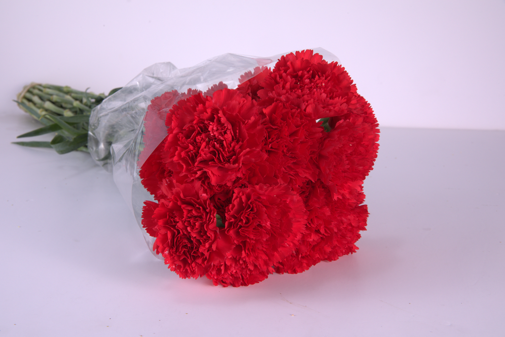 Red Carnation