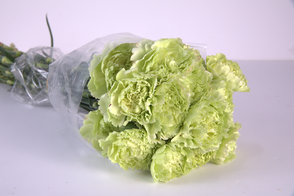Green Carnation