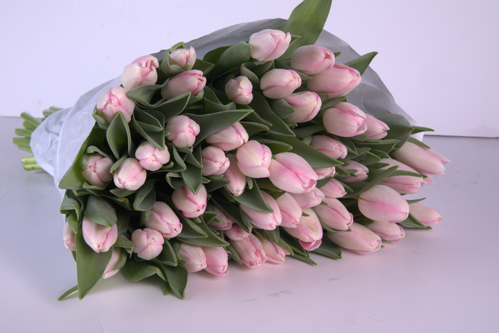 Pink Tulips