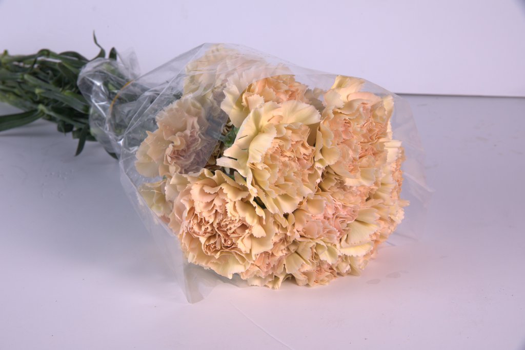 Peach Carnation