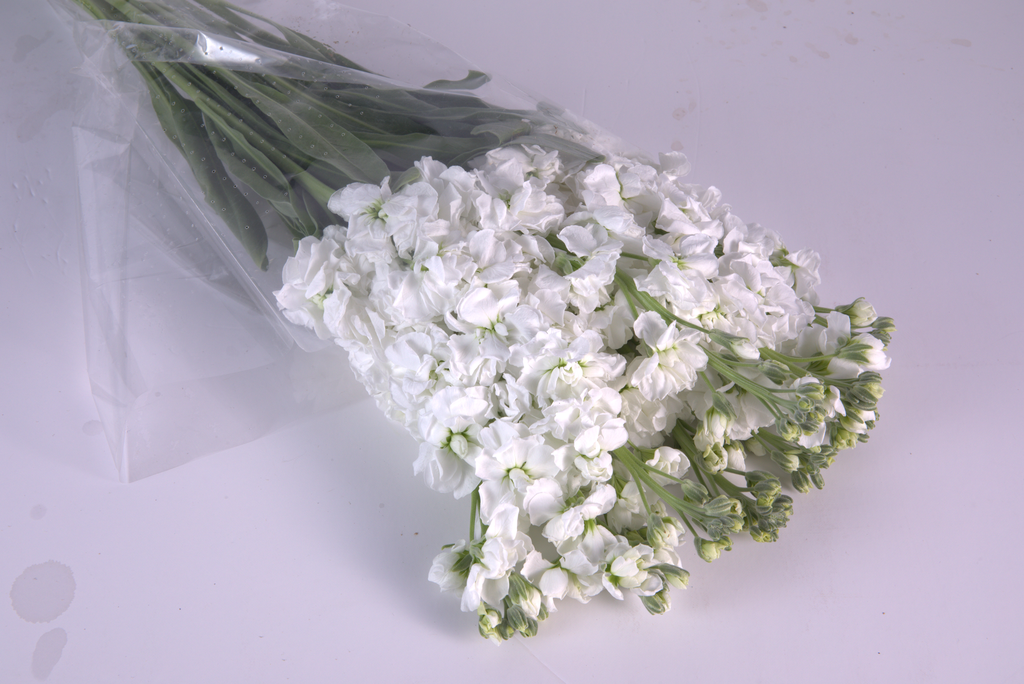 Mathiola (Ecuador, White)