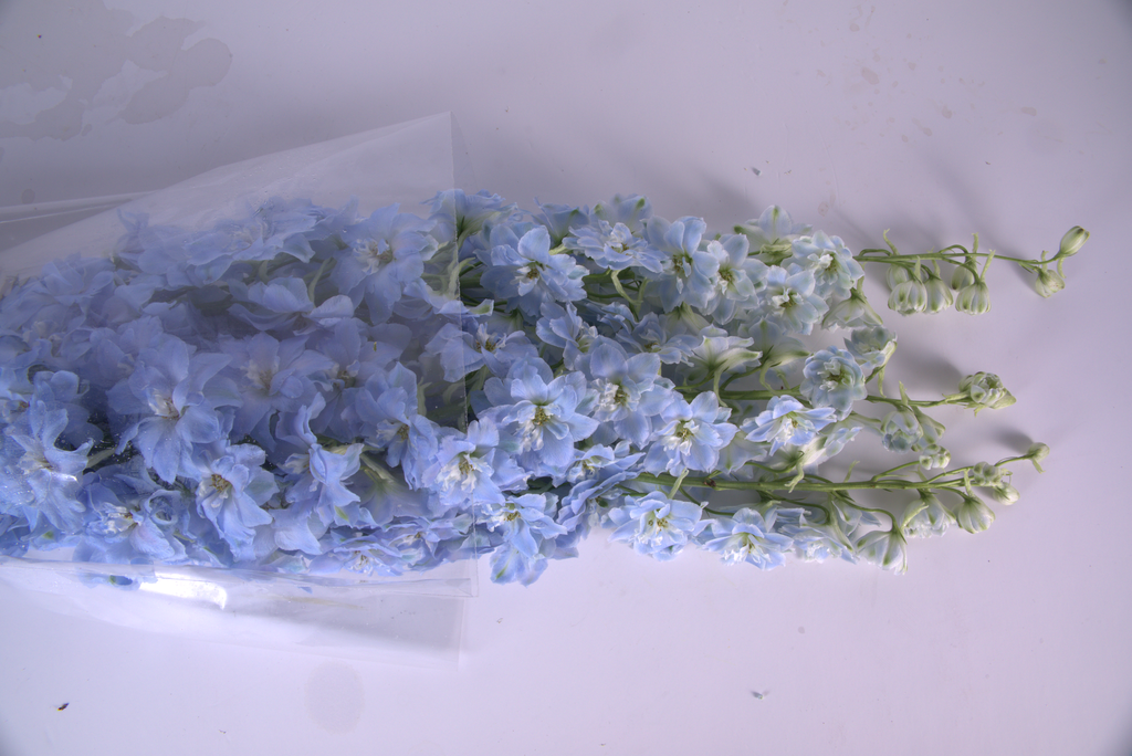 Blue Delphinium