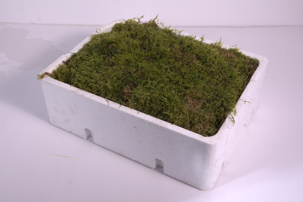 Natural Green Moss