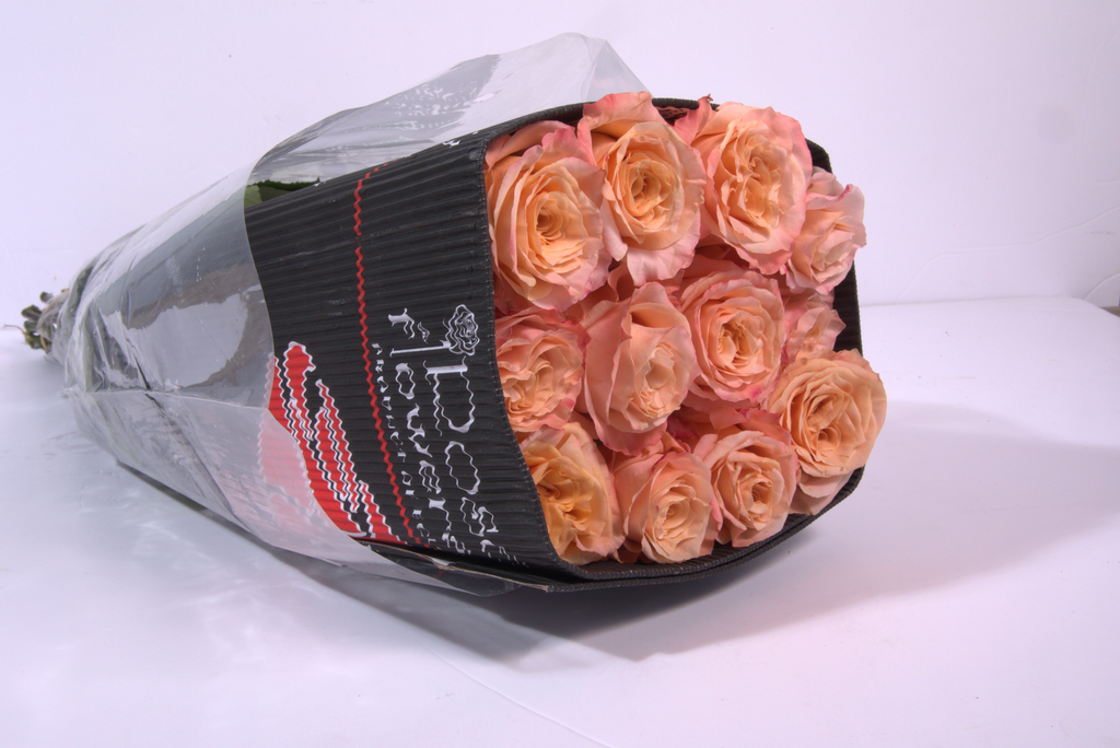 shimmer Peach Roses