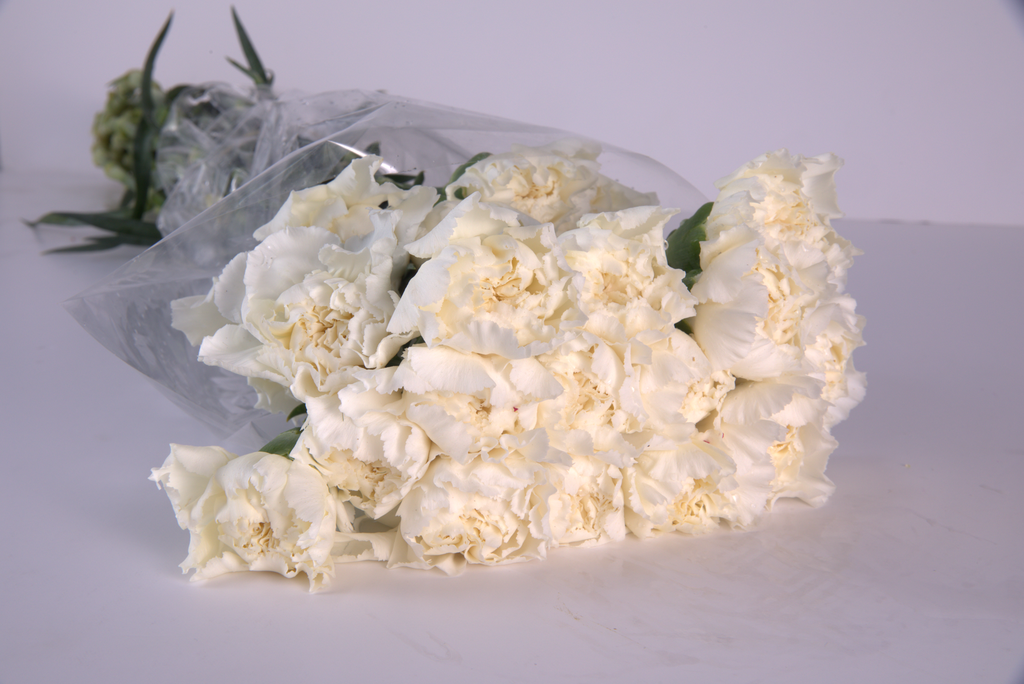 White Carnation