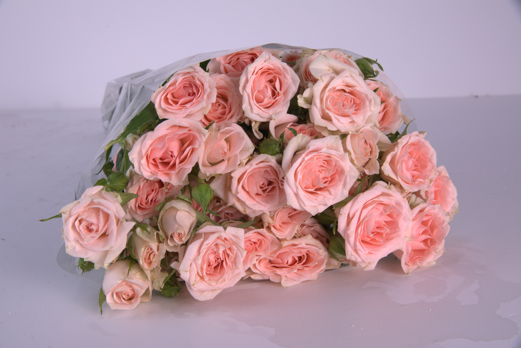 Pink Spray Roses