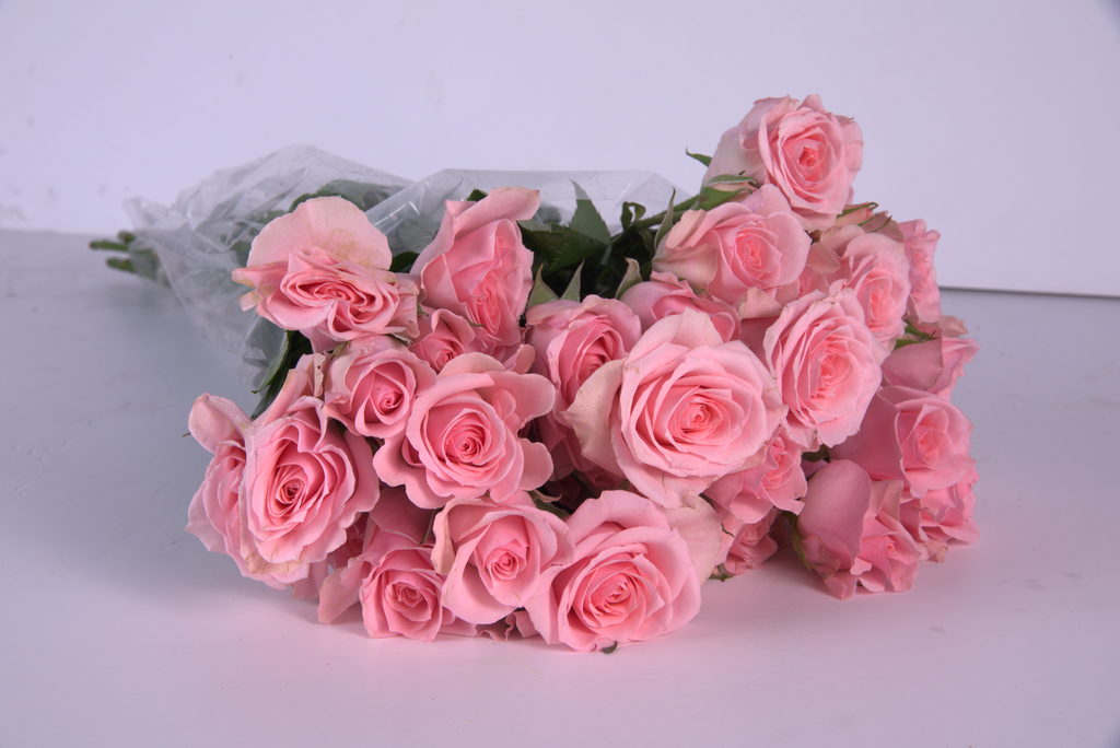 Pink Roses