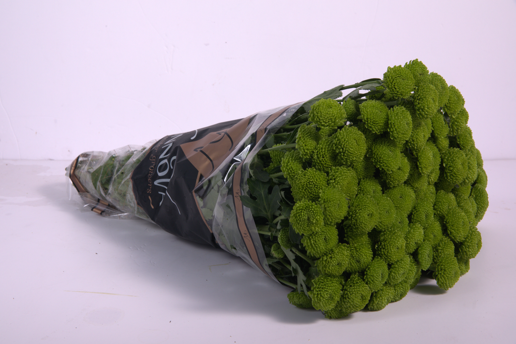 Green Button Chrysanthemum