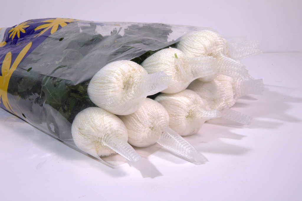 White Ping Pong Chrysanthemum