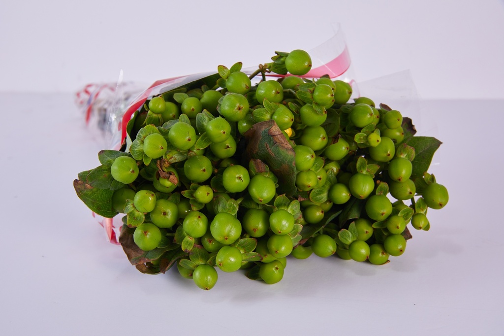 Santini Green button