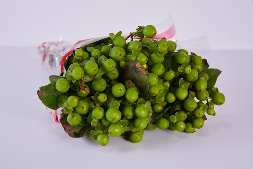 Santini Green button