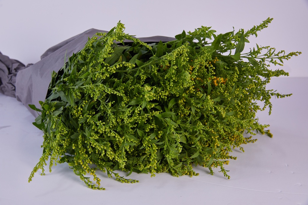 Solidago