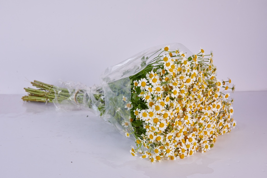 Tanacetum