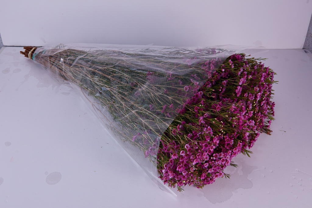 Wax Purple