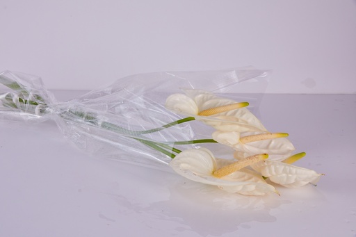 Anthurium White