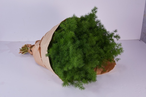 Asparagus 