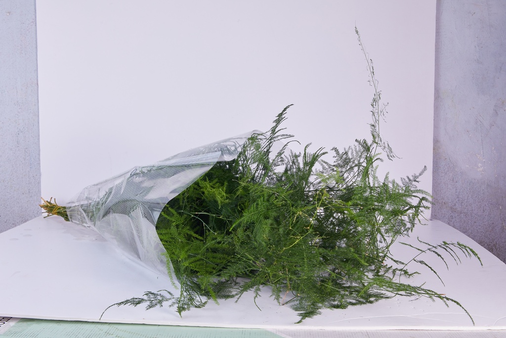 Asparahus Green
