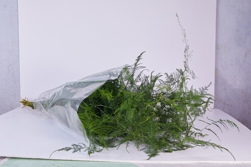 Asparahus Green