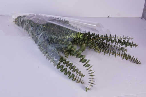 Baby Eucalyptus
