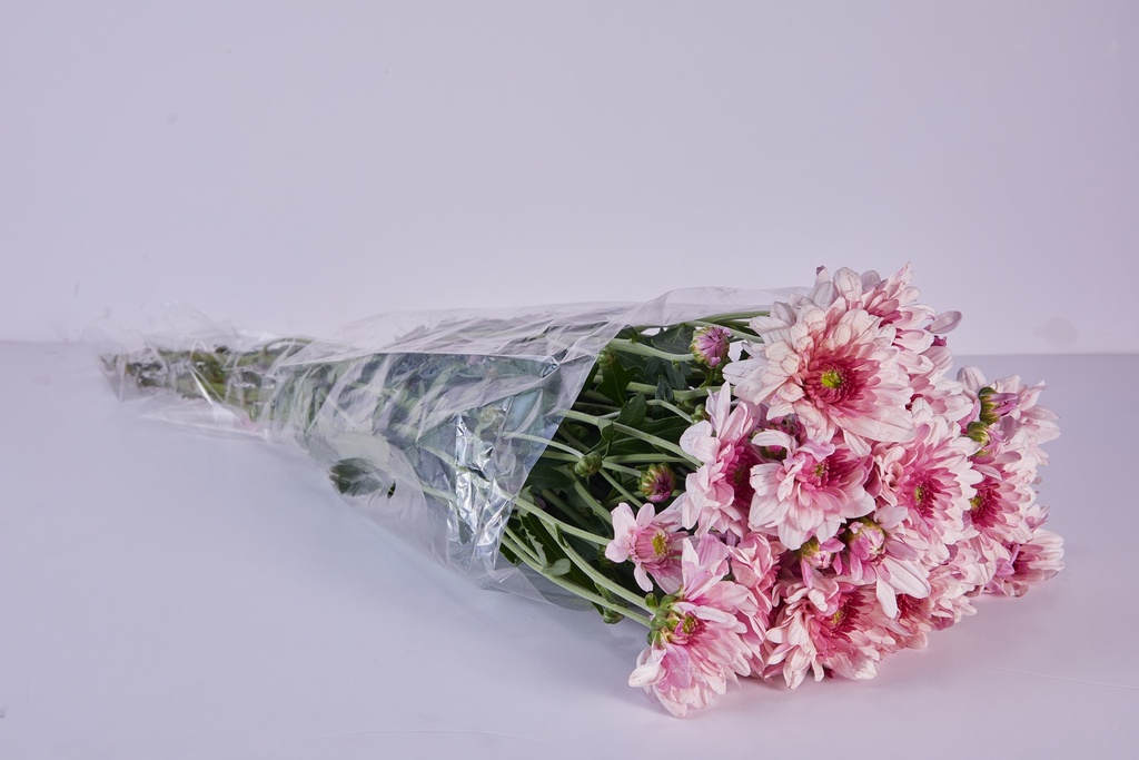 Chry Pink