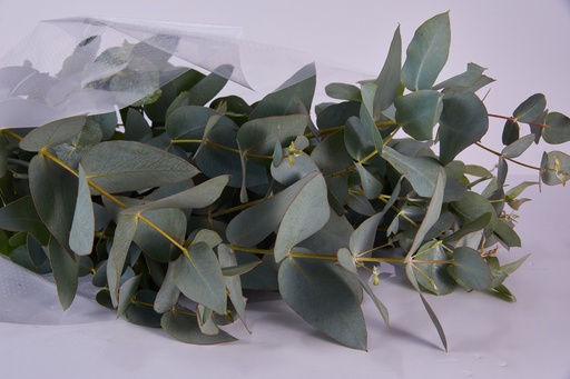 Eucalyptus Cineria