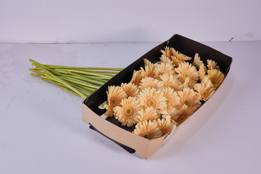 Gerbera Peach