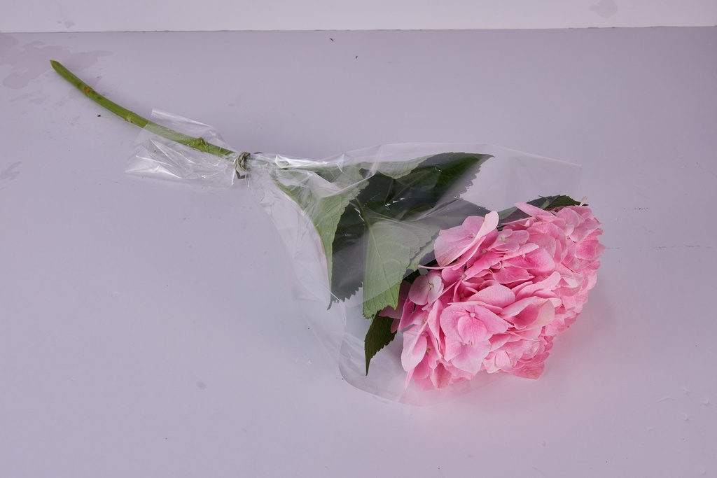 Hydrangea Pink