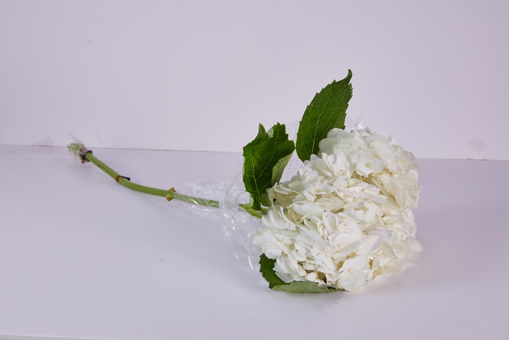 Hydrangea White Colombia