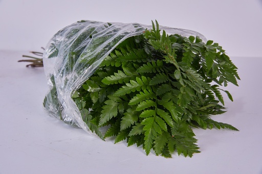 Leather Fern
