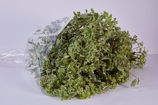 Pittosporam