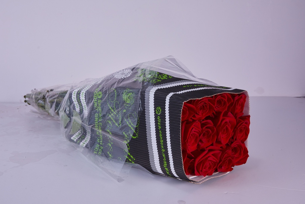 Rose Freedom