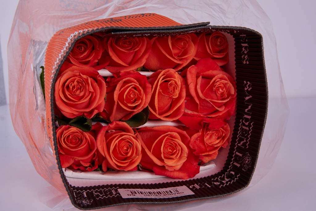 Rose Orange Crush
