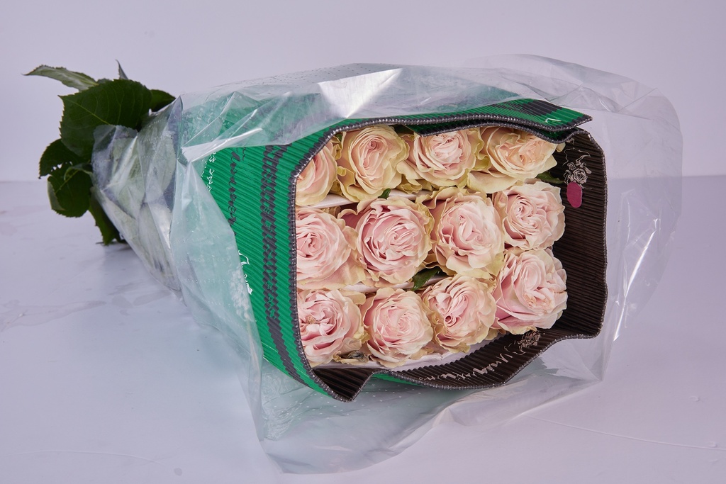 Rose Pink Mondail