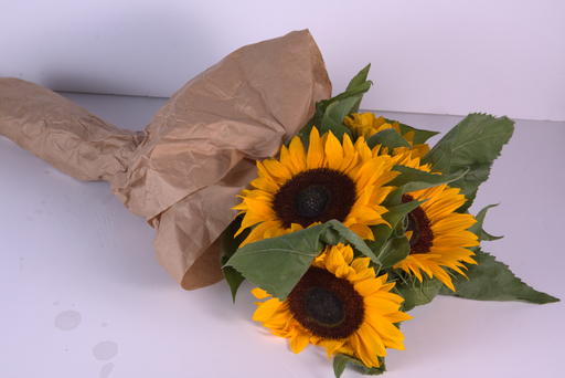 SUN FLOWER