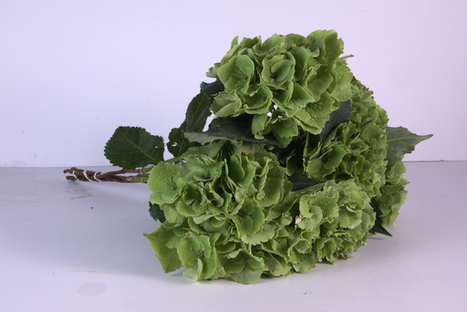 Hydrangia GREEN